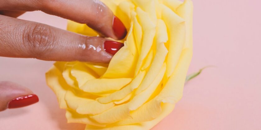 Mano femminile con unghie rosse piene di olio intinte in una rosa di colore giallo